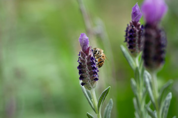 Macro image of a Honey bee on a Lavender Flower