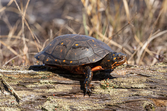 Spotted turtle basking on a log - Clemmys guttata