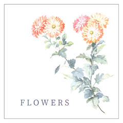 watercolor flower illustration