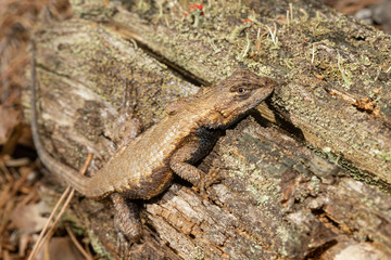 Eastern fence lizard on a log - Sceloporus undulatus