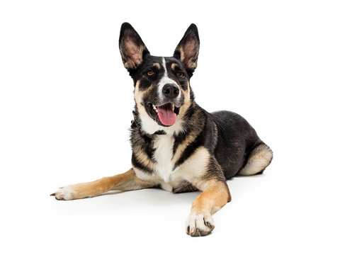 Front lying listening mixed shepherd dog isolated