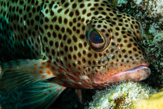 Peixe e Parasita