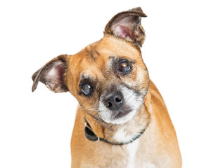 Small blind mixed breed dog with cataracts isolated