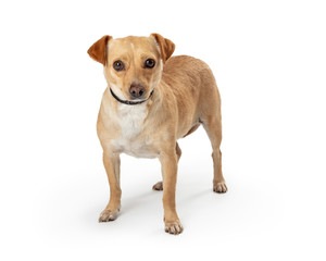 Small mixed breed dog calm isolated