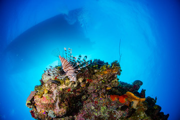 subaquático, corals, mar, peixe, arrecife, oceano, mergulhar, aqua-lung, mergulhador, peixe-leão, azul, natureza, tropical, mergulhar, recife de coral, aquáticas, animais