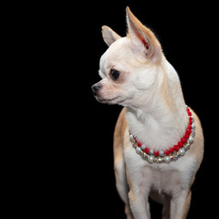Spoiled Chihuahua dog wearing beaded necklaces