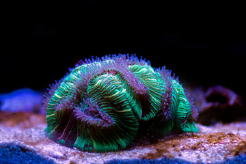 Wellsophyllia folded open brain colorful LPS coral © Kolevski.V