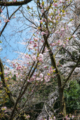 樹木公園の奥州里桜