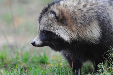 Raccoon dog (Nyctereutes procyonoides) captured in Belarus