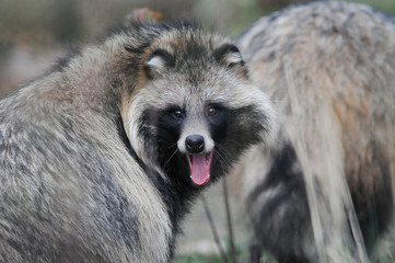Raccoon dog (Nyctereutes procyonoides) captured in Belarus