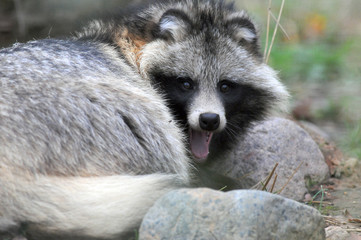 Raccoon dog (Nyctereutes procyonoides) captured in Belarus