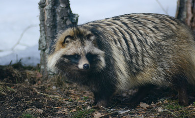 Raccoon dog (Nyctereutes procyonoides) captured in Belarus