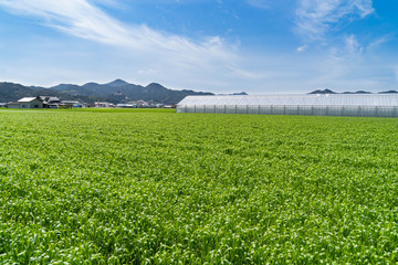 Fototapeta na wymiar Green house are in wheat field in Saga prefecture, JAPAN 