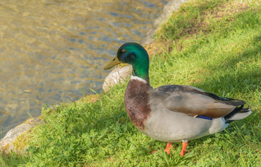 bird mallard duck on a river bank..