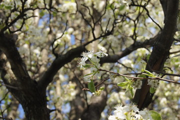 This photograph shows white flowers on a tree in the spring.