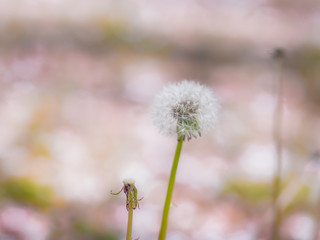 Dandelion fluf_08