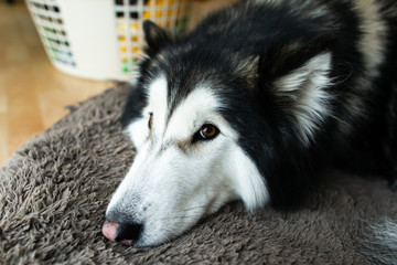 Relaxed dog looking directly at camera laying in bed. Dog looking directly at owner. 