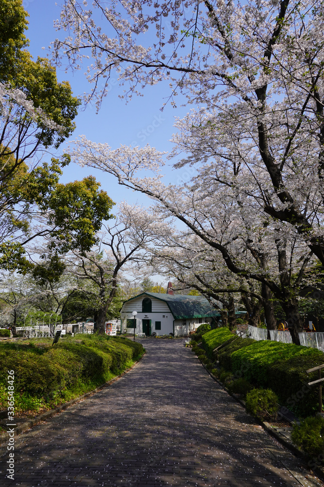 Wall mural 根岸森林公園