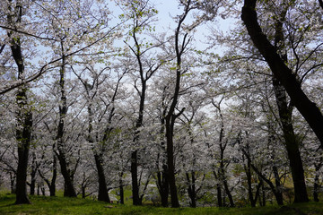 Obraz premium 根岸森林公園