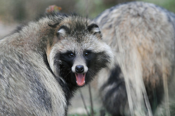 Raccoon dog (Nyctereutes procyonoides) captured in Belarus