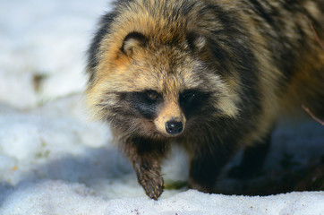 Raccoon dog (Nyctereutes procyonoides) captured in Belarus