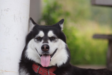 Black and white dog in the garden background.