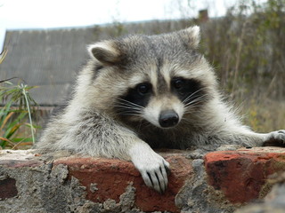 Raccoon dog (Nyctereutes procyonoides) captured in Belarus