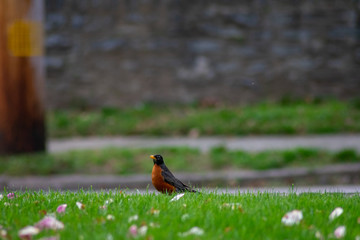 An American Robin Peaking Its Head Over A Hill