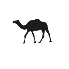 camel flat design illustration