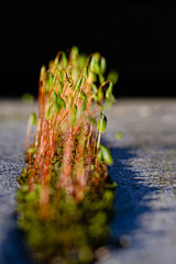 Moss close-up