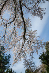 樹木公園の紅枝垂
