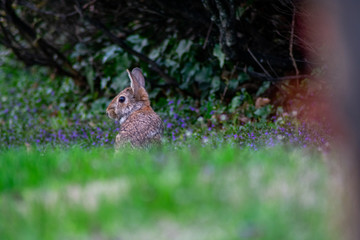 An Eastern Cottontail Rabbit on a Front Lawn