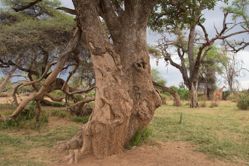 Samburu game reserve in Kenya, Africa.