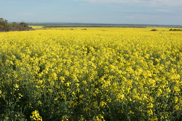 Obraz premium Yellow Canola crop in farm land in Western Australia.