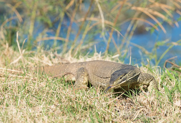 A giant  goanna or  monitor lizard in outback Queensland, Australia.