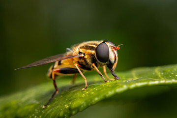 Closeup of a fly on a plant in the garden