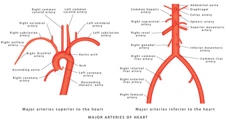The major arteries. Abdominal Vascular Anatomy. Abdominal Vasculature. Structure of the Aorta. The Aorta and its branches. Major arteries superior to the heart. Major arteries inferior to the heart - obrazy, fototapety, plakaty