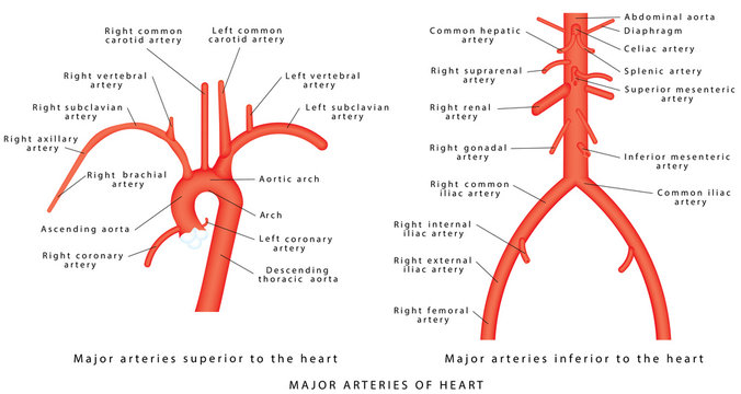 The major arteries. Abdominal Vascular Anatomy. Abdominal Vasculature. Structure of the Aorta. The Aorta and its branches. Major arteries superior to the heart. Major arteries inferior to the heart
