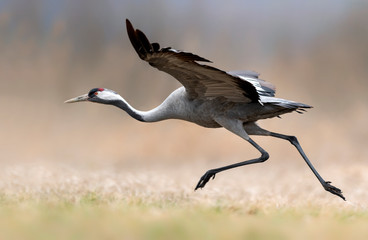 Common crane (Grus grus) bird