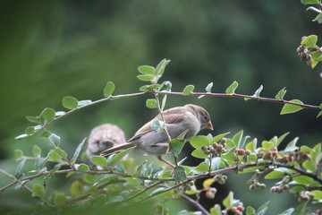 Sparrows on a green branch