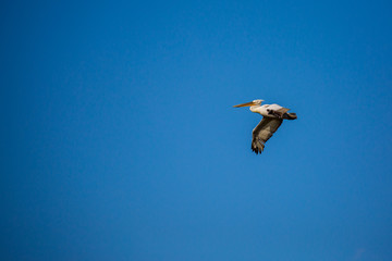 Amazingly beautiful big Dalmatian single pelican flying with big span of wings. Clear winter blue sky over Porto Lagos, Northern Greece. Picturesque frozen moment of Nature