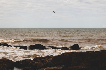 Vôo de pássaro sobre o mar, em Punta del Este, Uruguai