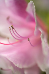 Macro image of pink and white Azalea flower