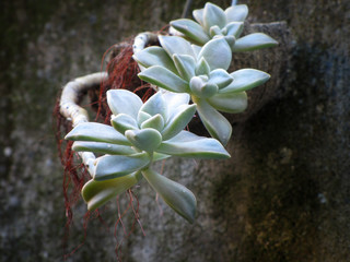 Planta suculenta conhecida como rosa de pedra ou planta fantasma