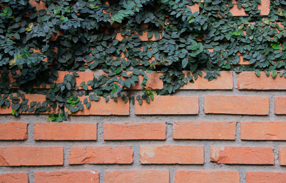 ladrillo con enredadera