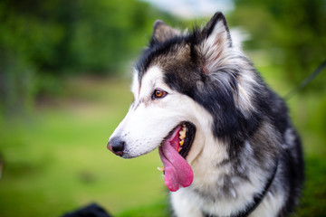 A beautiful Alaskan Malamute happily playing in the park.