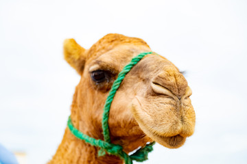 Moroccan dromedary as tourist attraction in a beach near Tanger