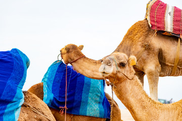 Moroccan dromedary near Tanger