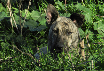 american staffordshire terrier