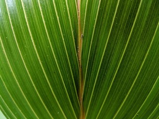 Obraz premium Close-up view of green palm leaf, tropical plant